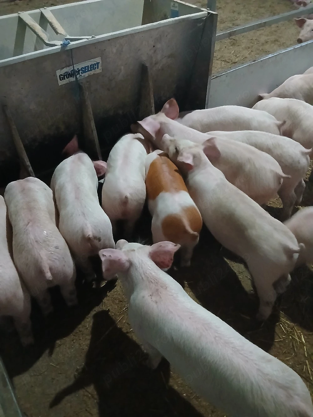 purcei si porci mari 