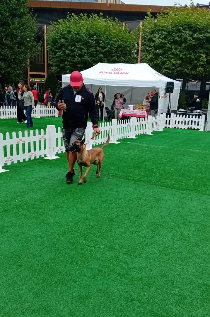 Ciobanesc belgian malinois cu Pedigree 