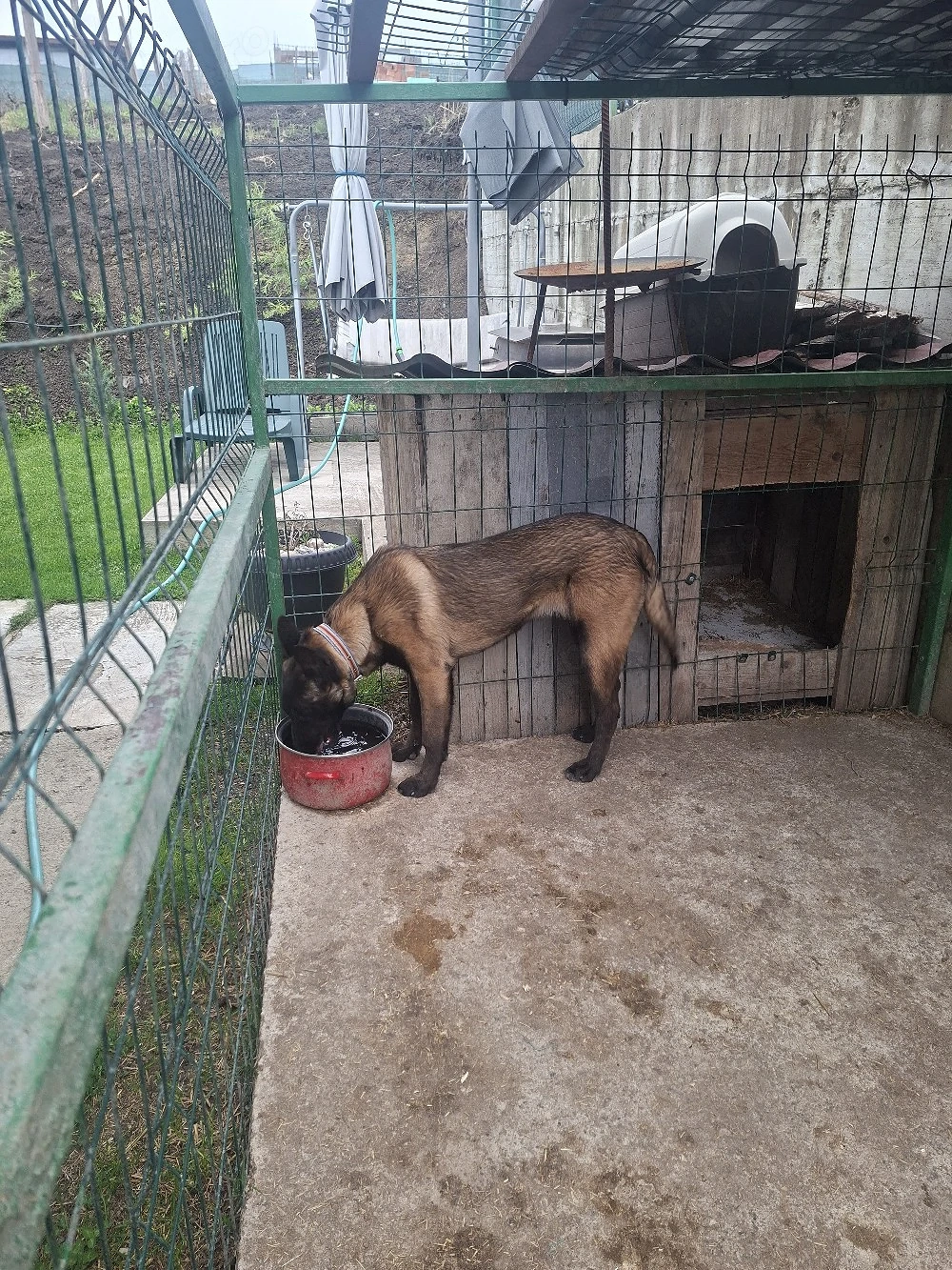 Ciobanesc belgian malinois cu Pedigree 