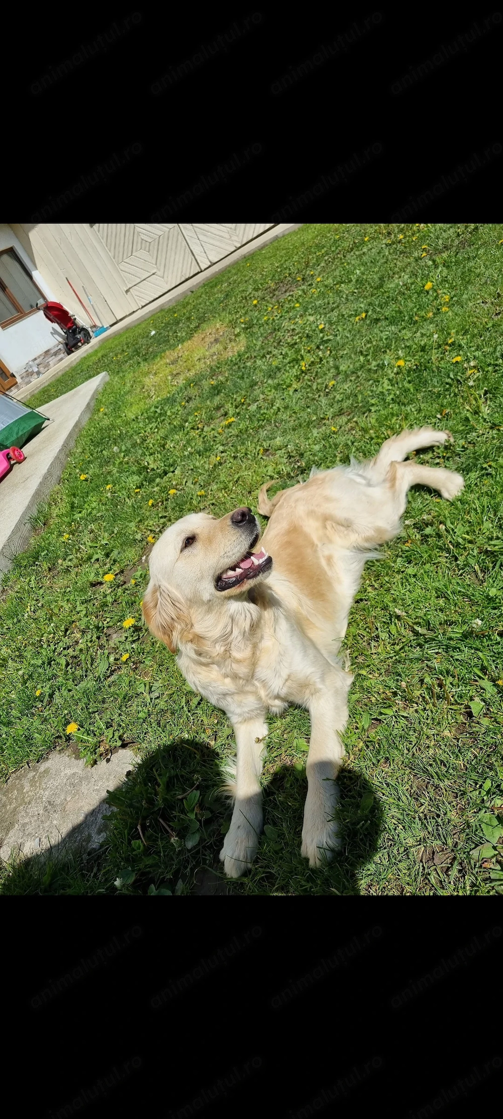 Vând golden retriever sau schimb cu iepuri