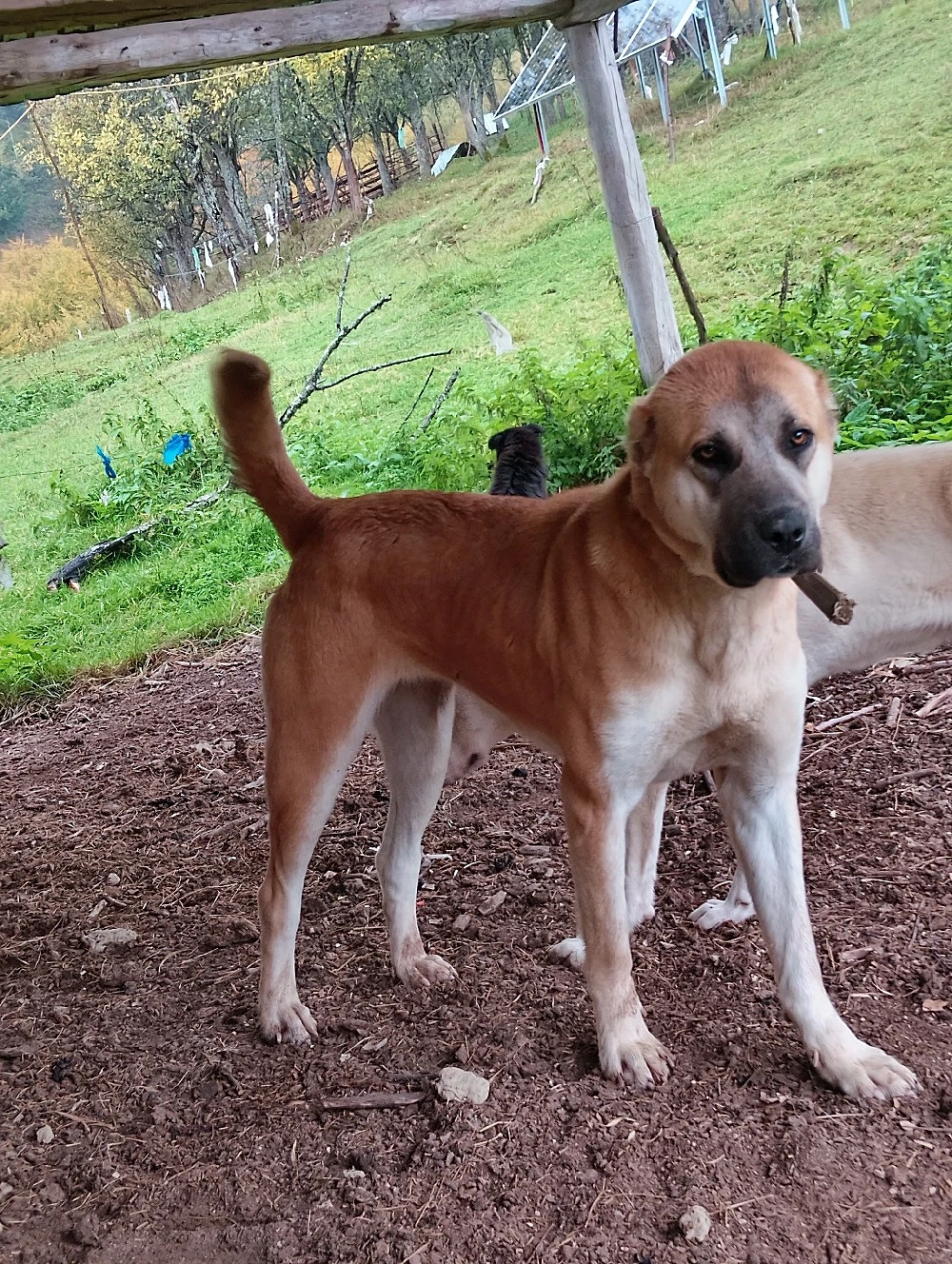 De vânzare femelă Kangal