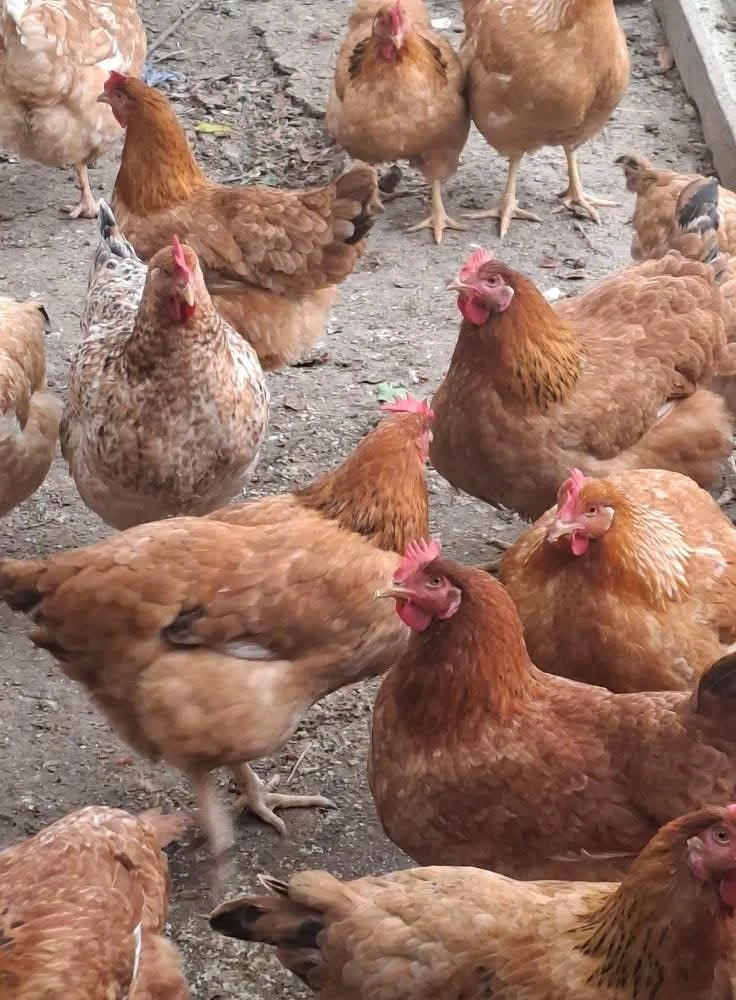 găini si oua de vânzare 