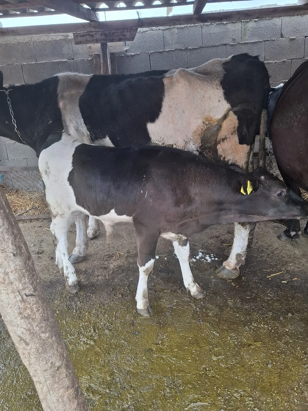 vaca cu vitel dupa ia