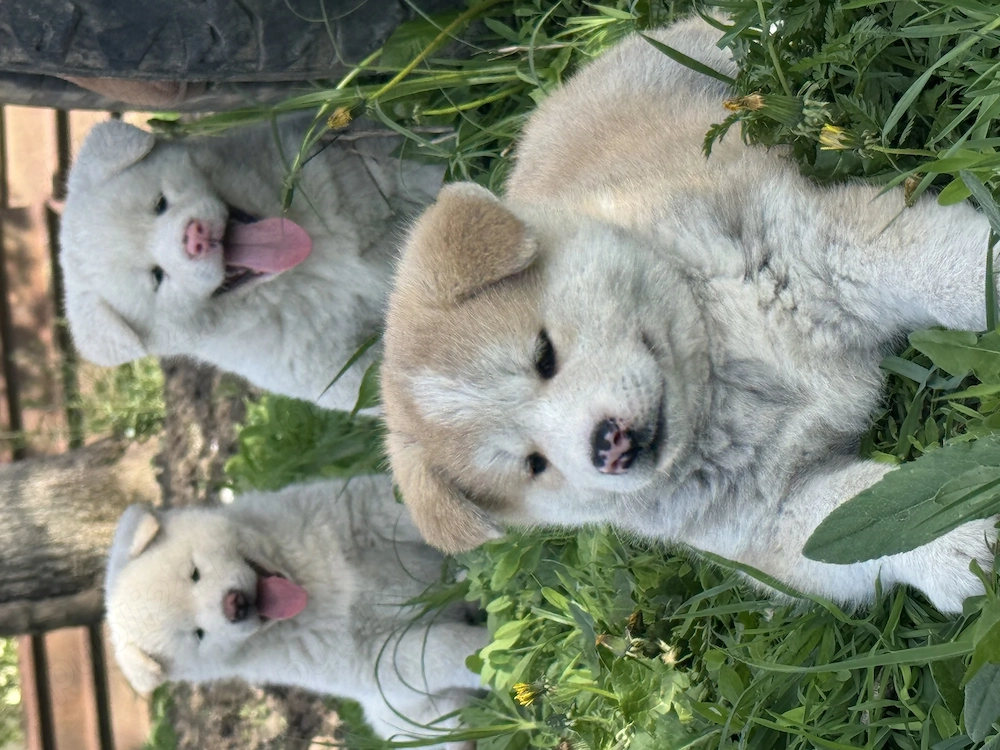 Pui Akita Inu de vânzare