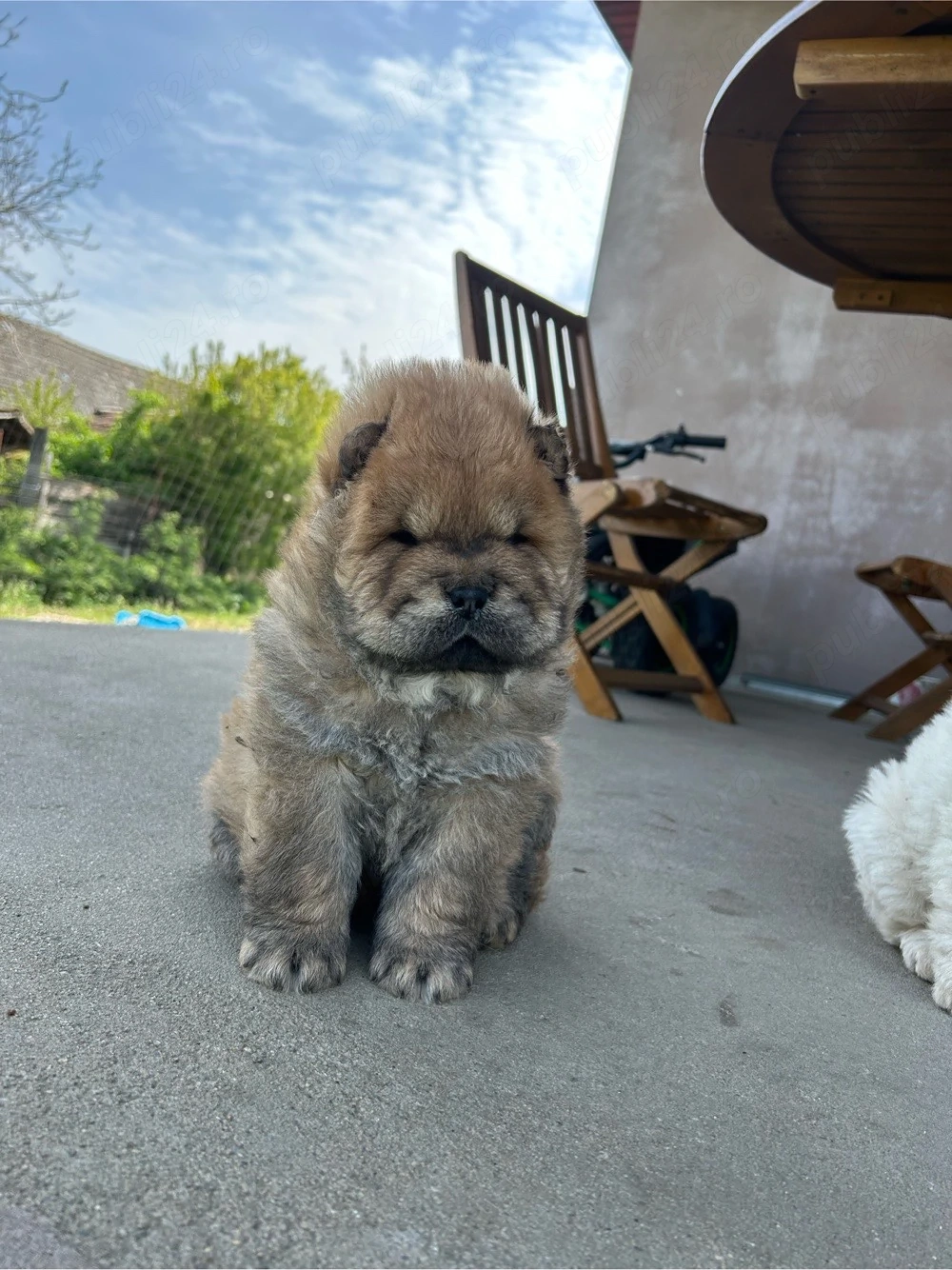 chow-chow maro