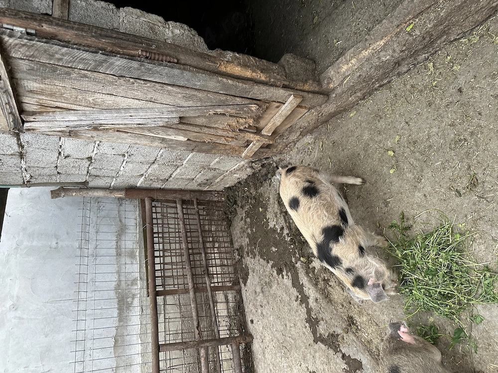 Vând un purceluș mascure 
