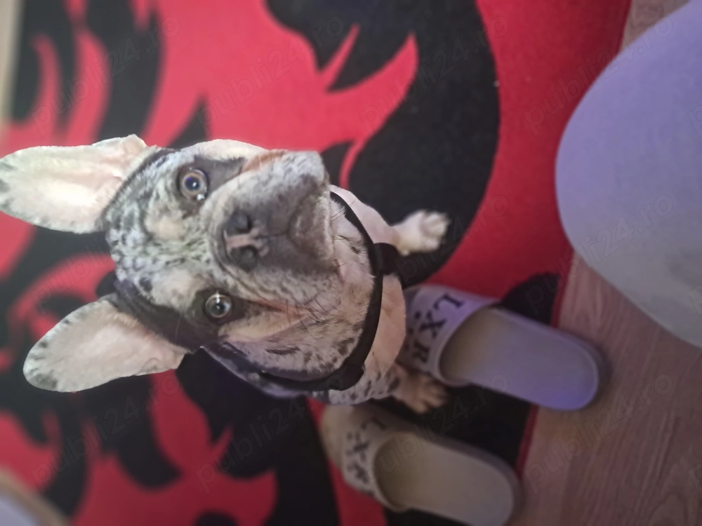 Cățel de vânzare buldog francez merli mascul 