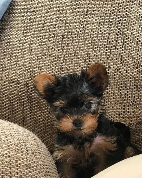 yorkshire terrier fetita toy