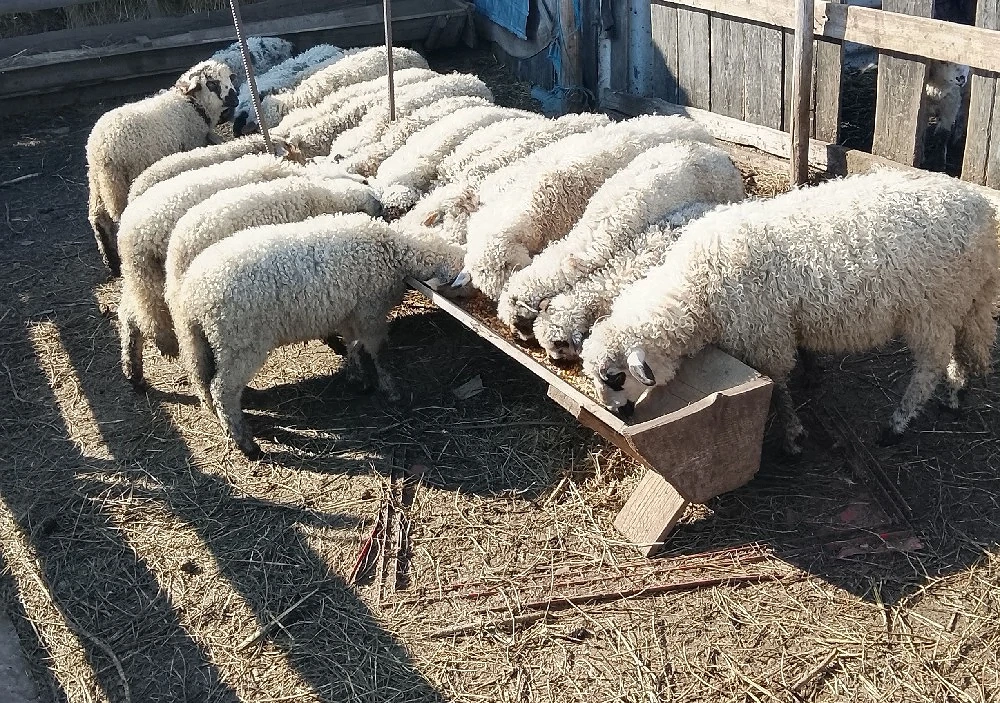miei de vânzare jud Suceava 