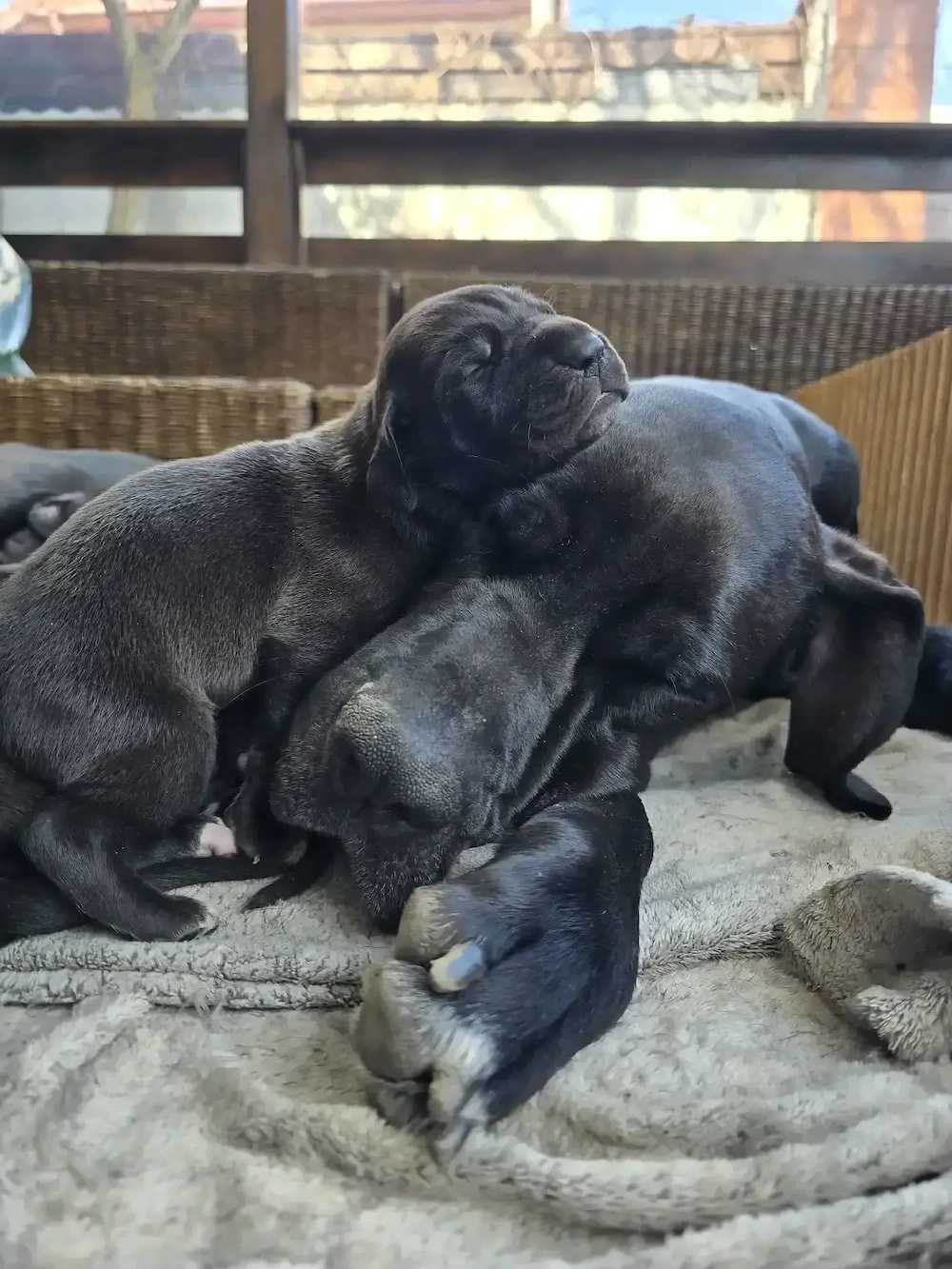 Dog German  great dane  marele danez de vanzare