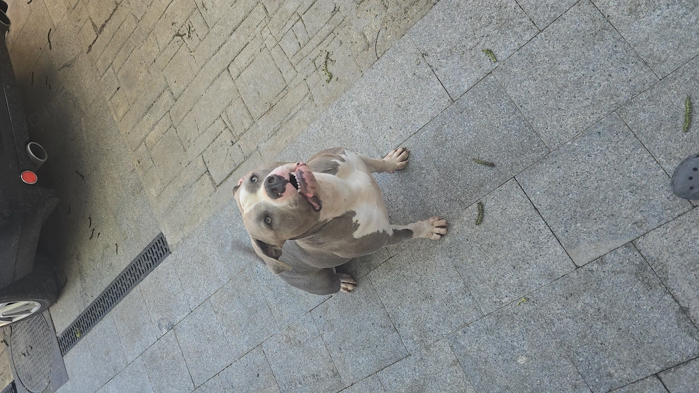 American  Bully xl F 