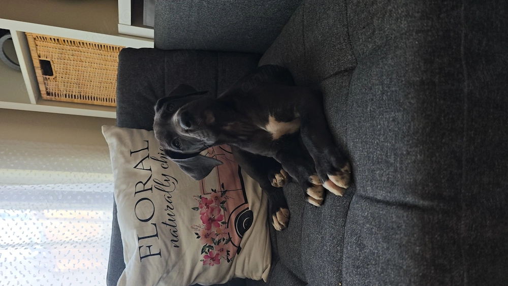 Dog german marele danez great dane de vanzare