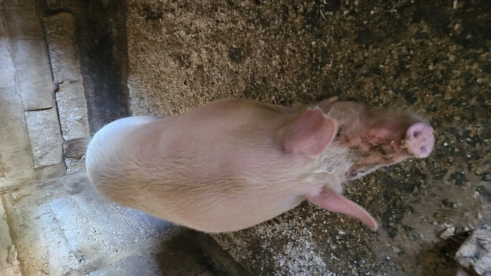 Porc pietrain de vânzare 