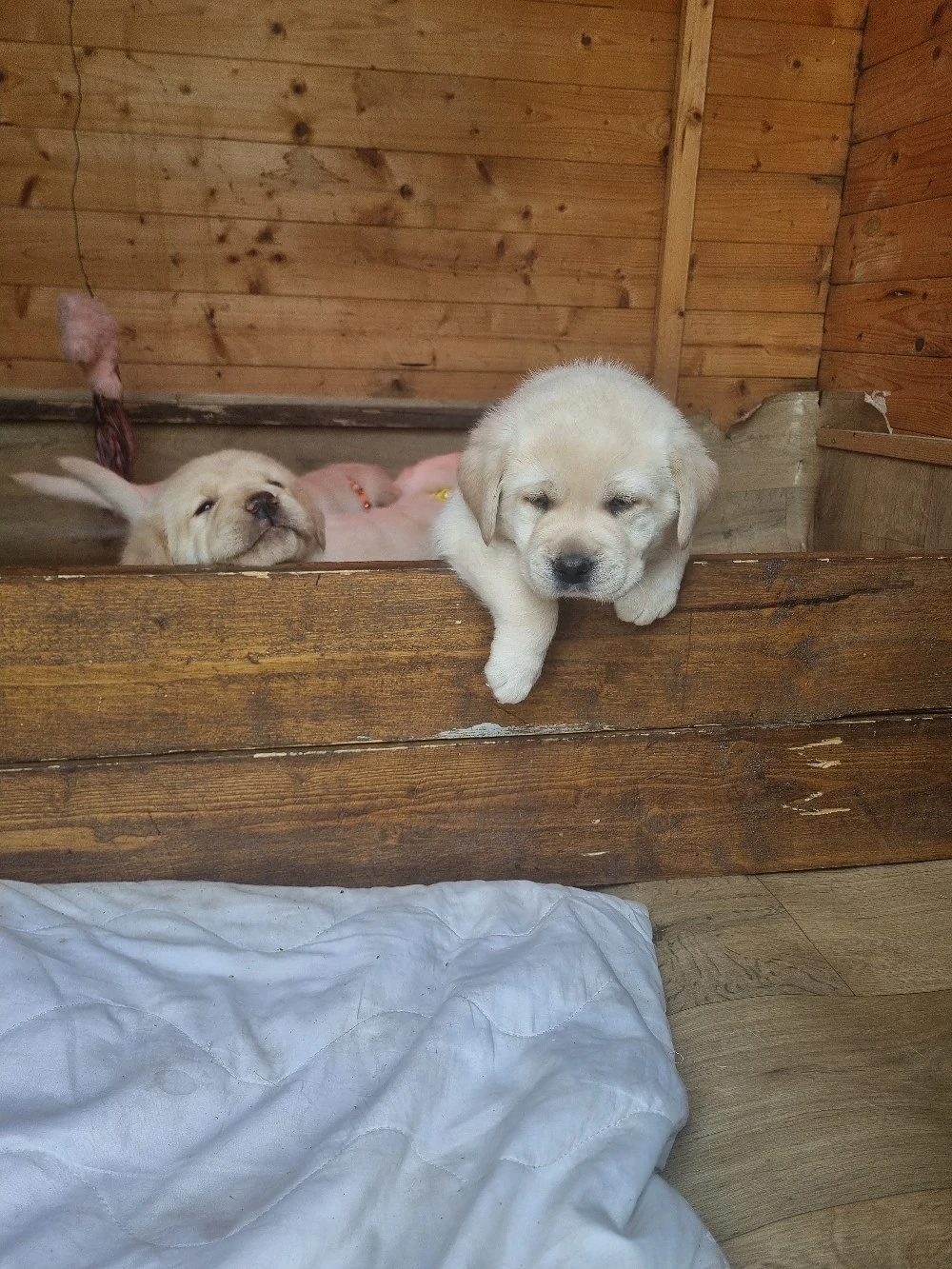 pui labrador retriver