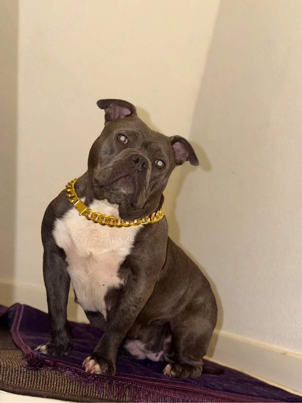 amerikan bully pocket