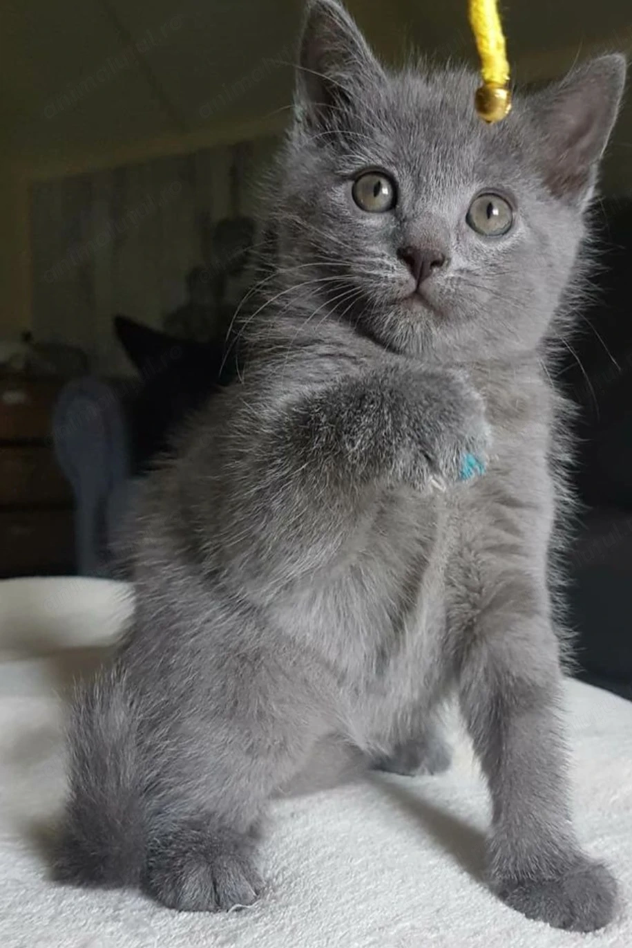 Albastru de rusia băiețel  1500 lei