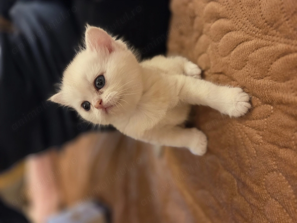 British Shorthair Silver Chinchilla