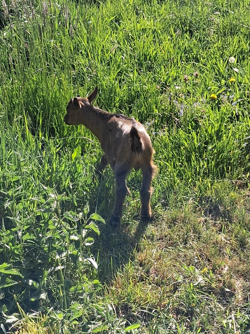 Capra pitica si țap pitic
