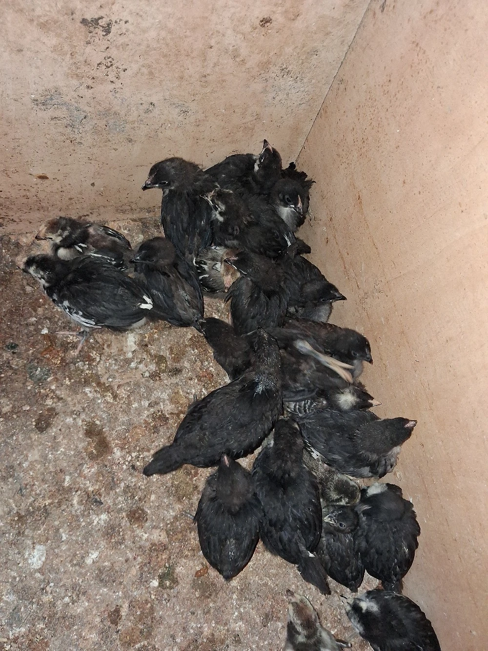 Pui Australorp cu Negru de  Moravia 