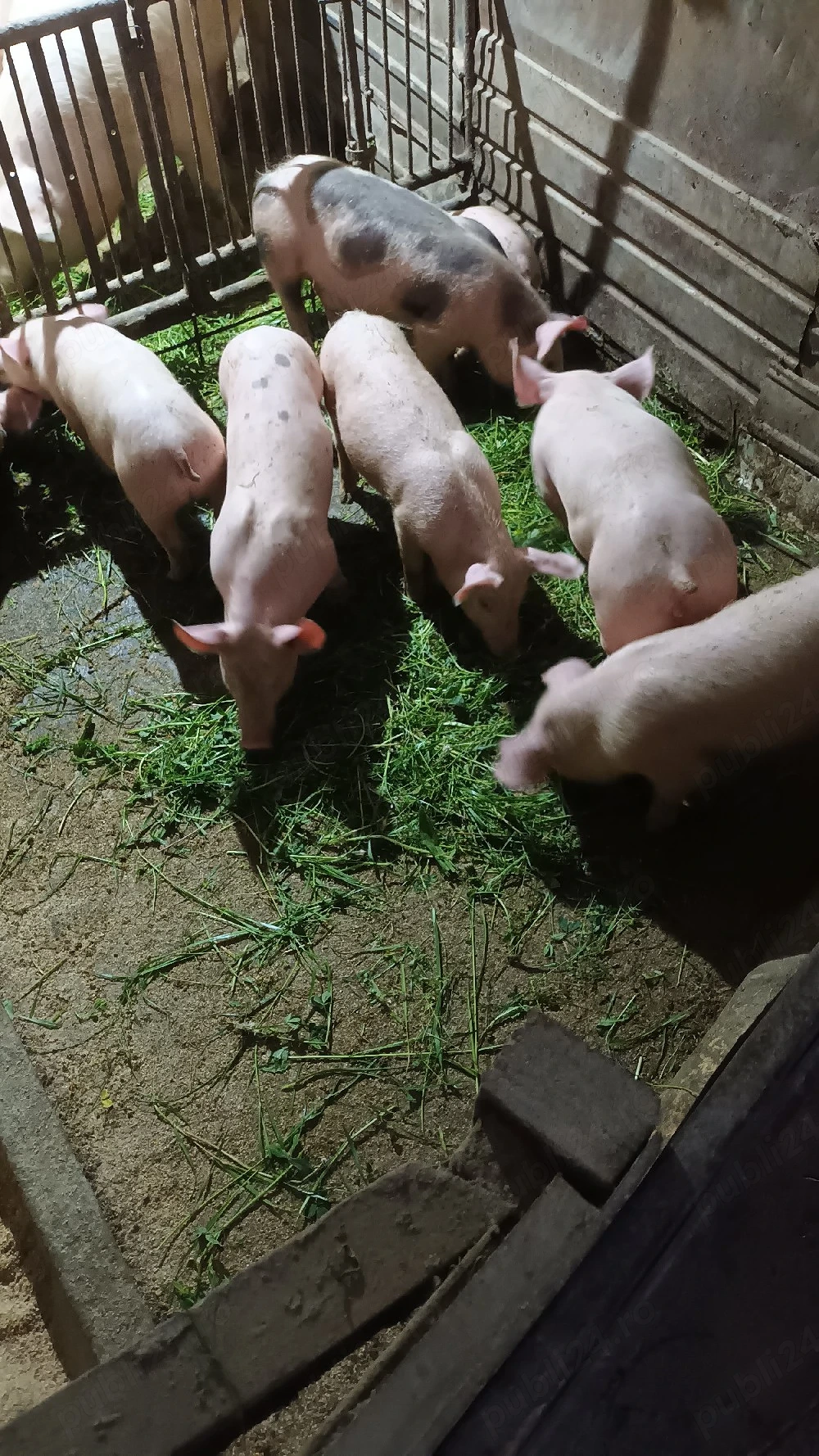 Purcei de 9 saptamani