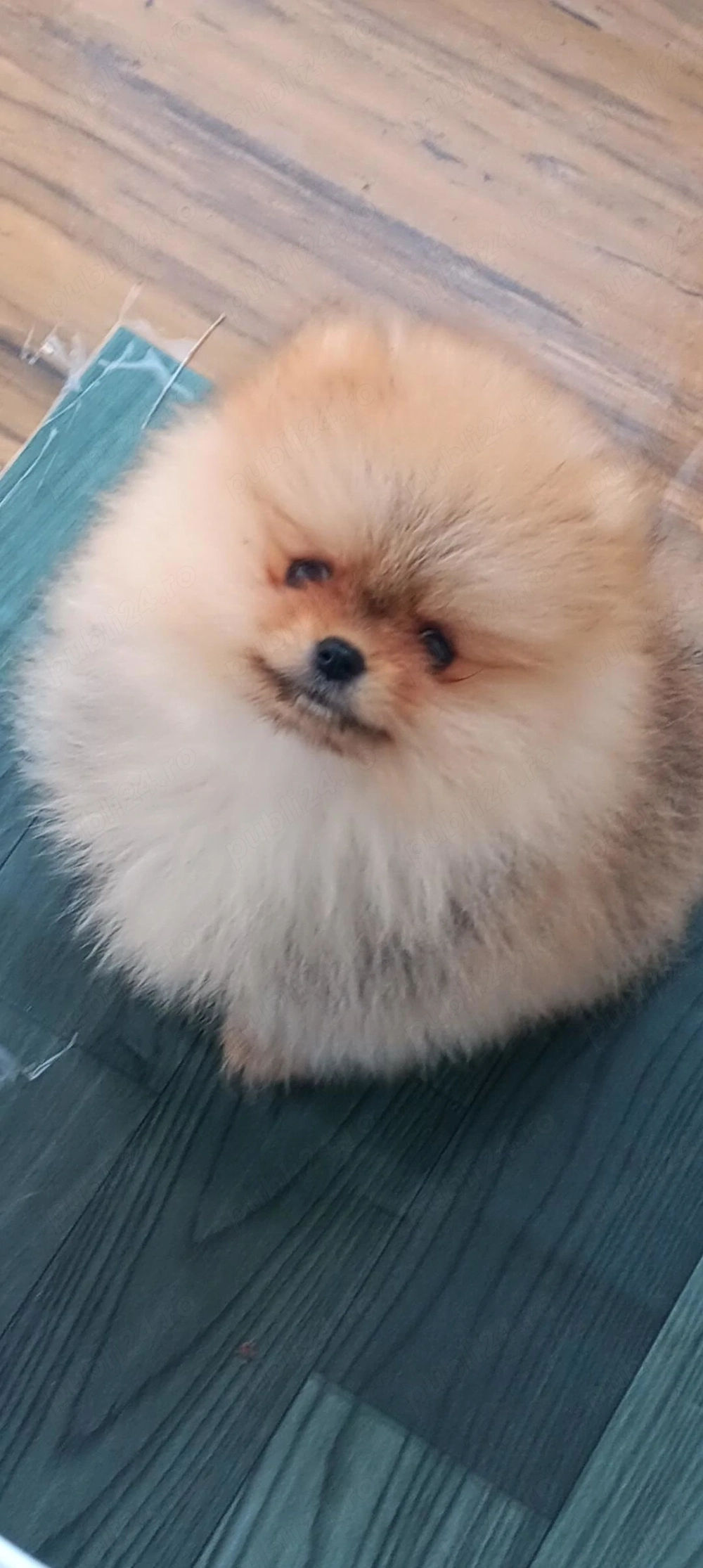 Pui baietel de pomeranian orange de calitate.