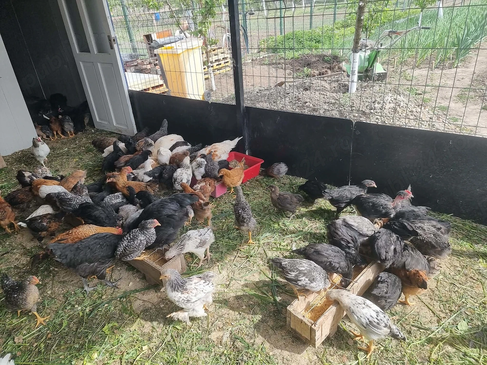 Pui de casa rasa mixta diferite marimi