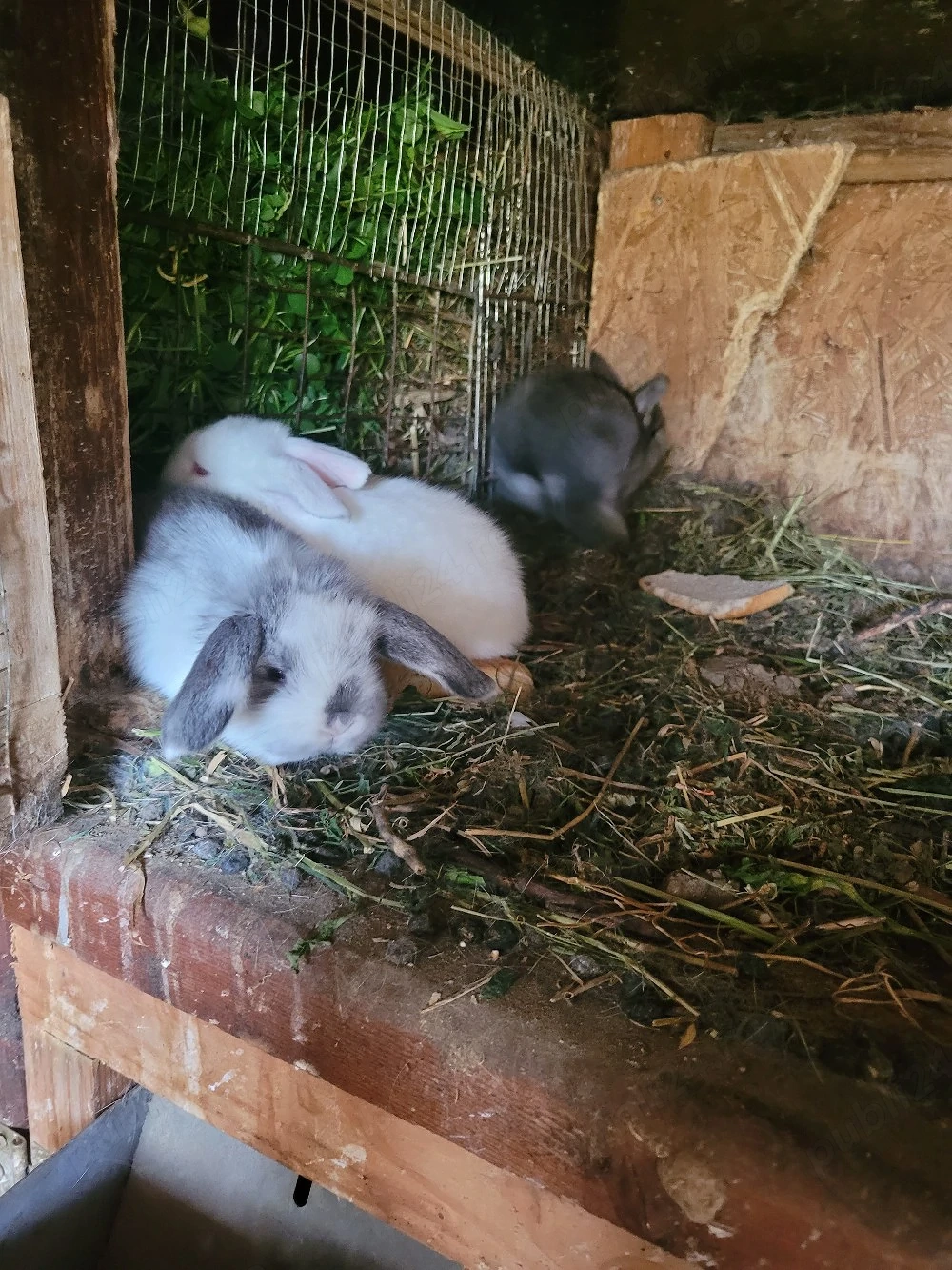 Iepurasi berbec german pitic