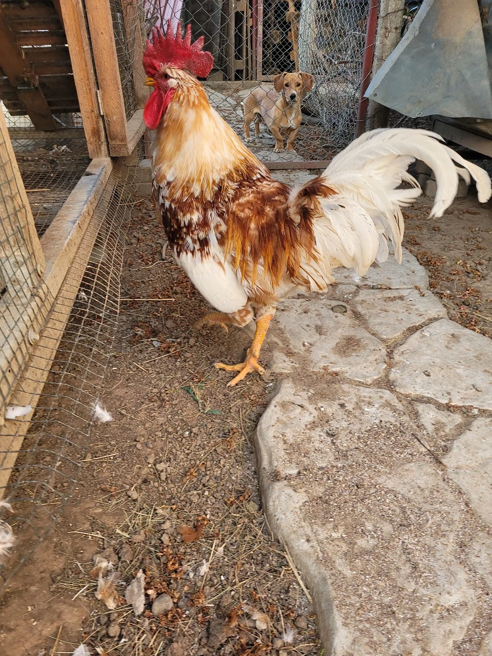 Cocos rasa Pita Pinta Roxa