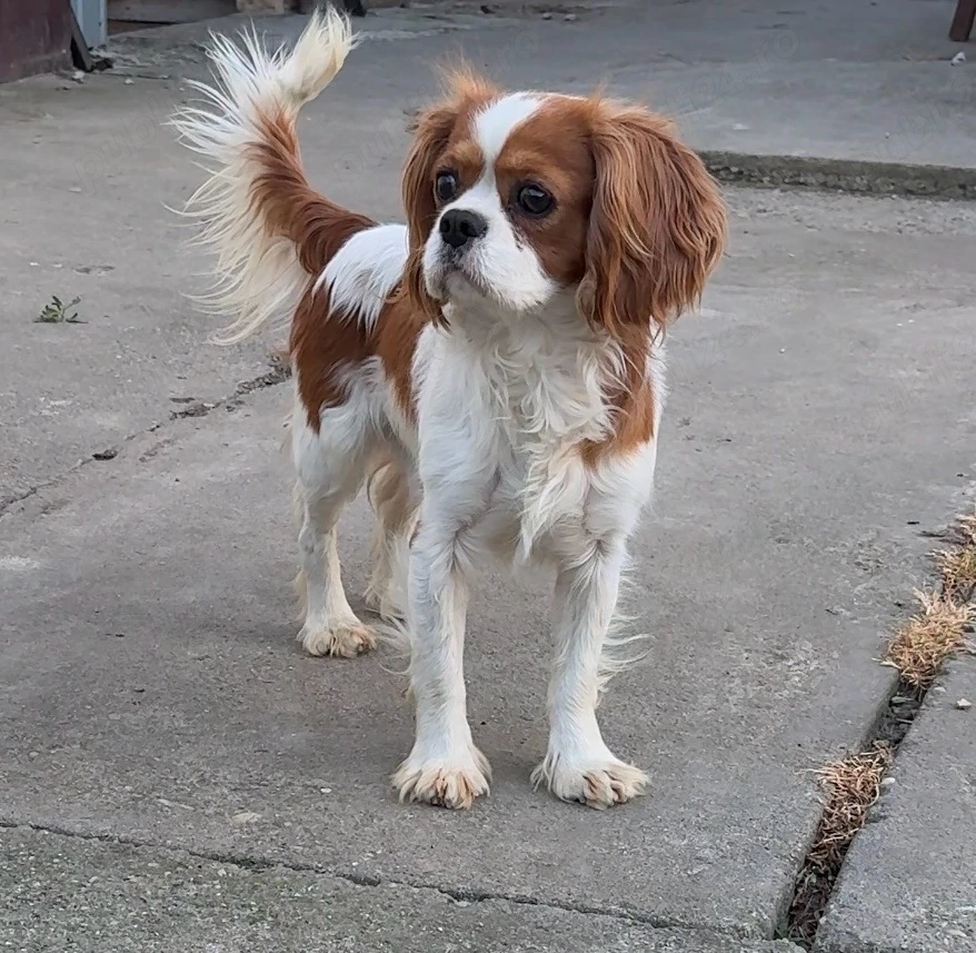 cavalier king charles