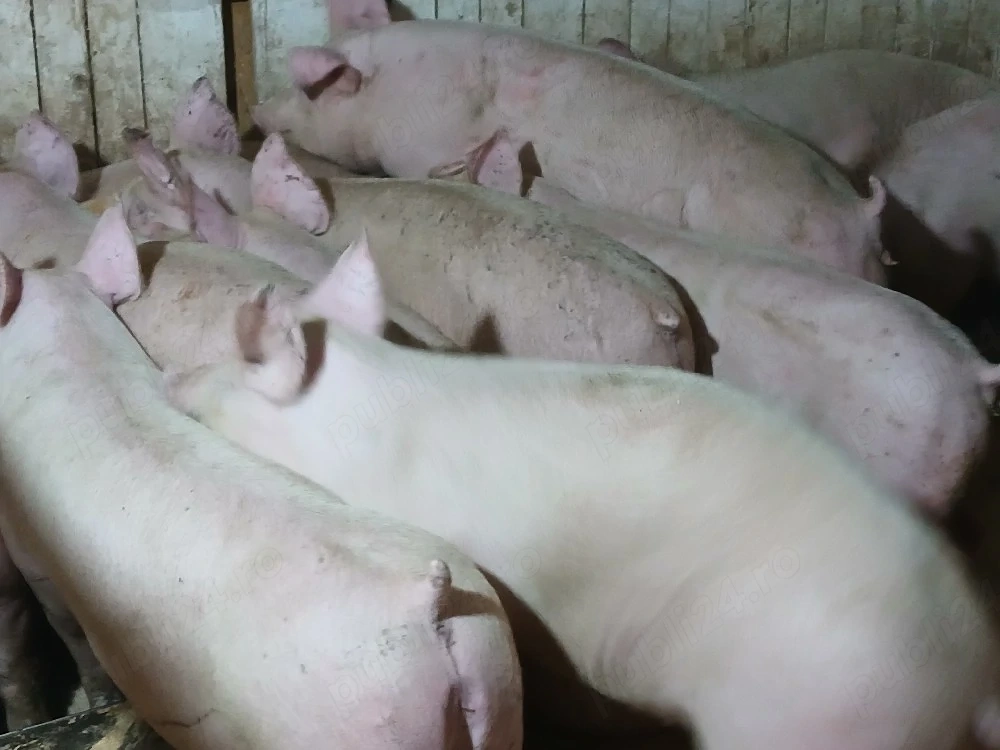 porci de carne 