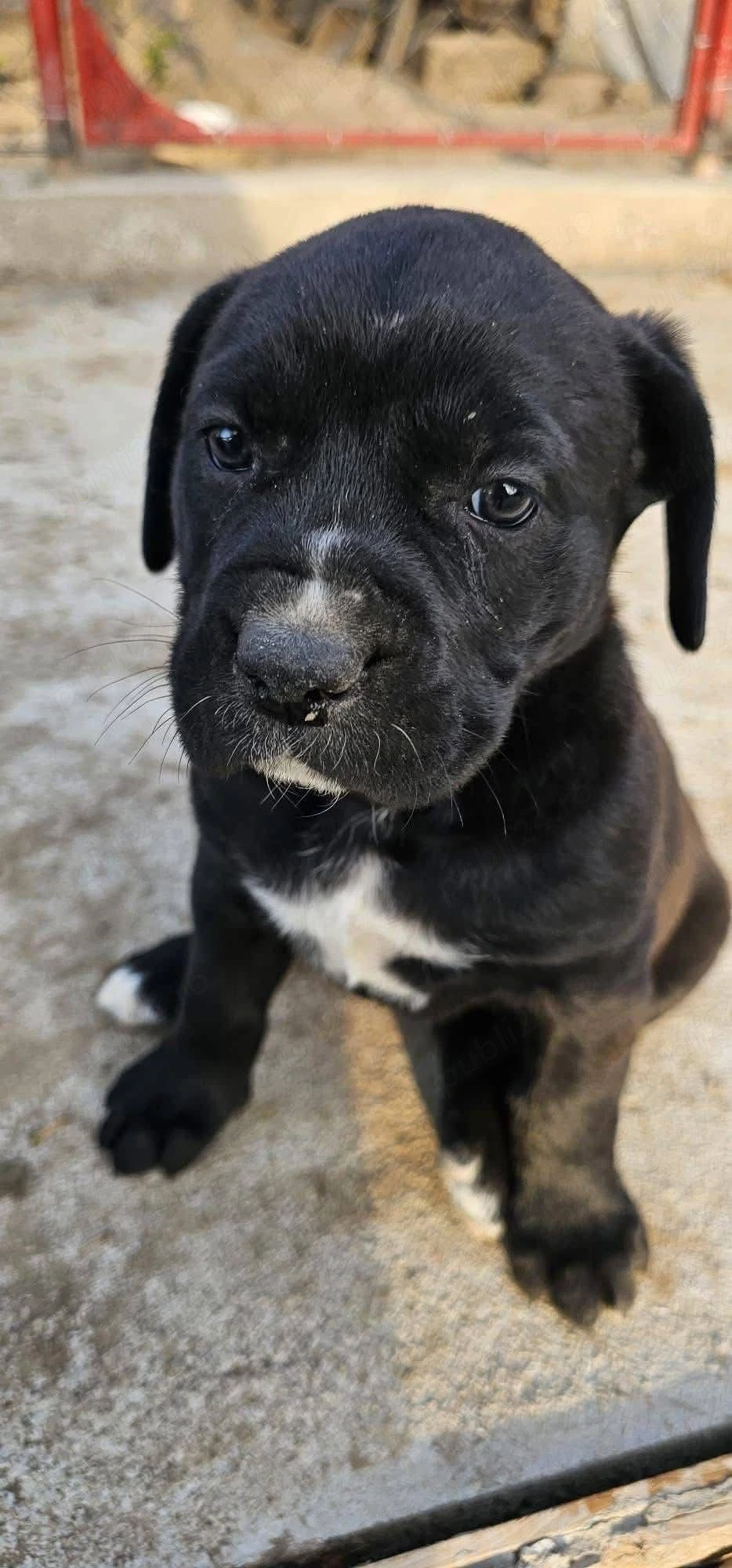 Puiuți Cane Corso 