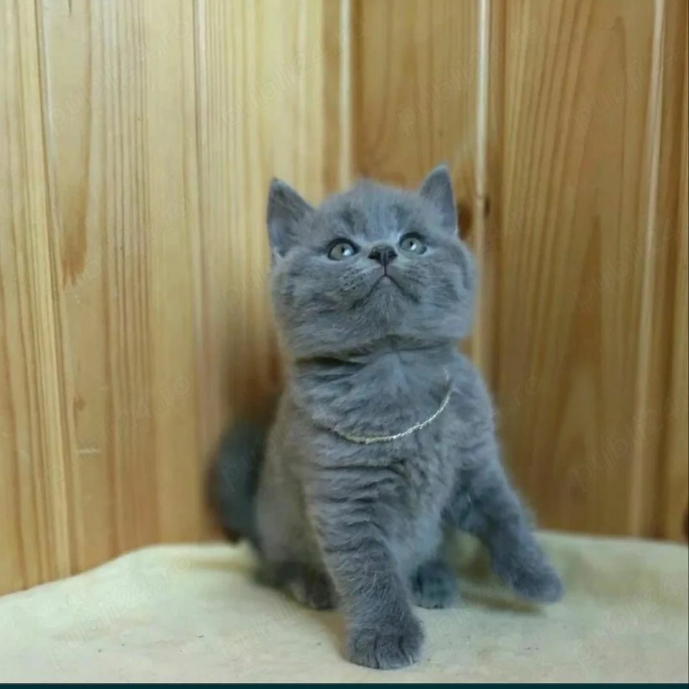 British Shorthair Blue si Scottish Fold 