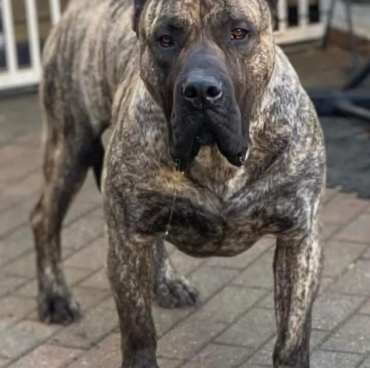Presa canario "montă" 