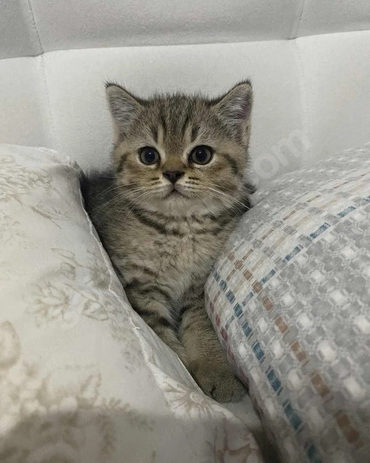 American Shorthair 