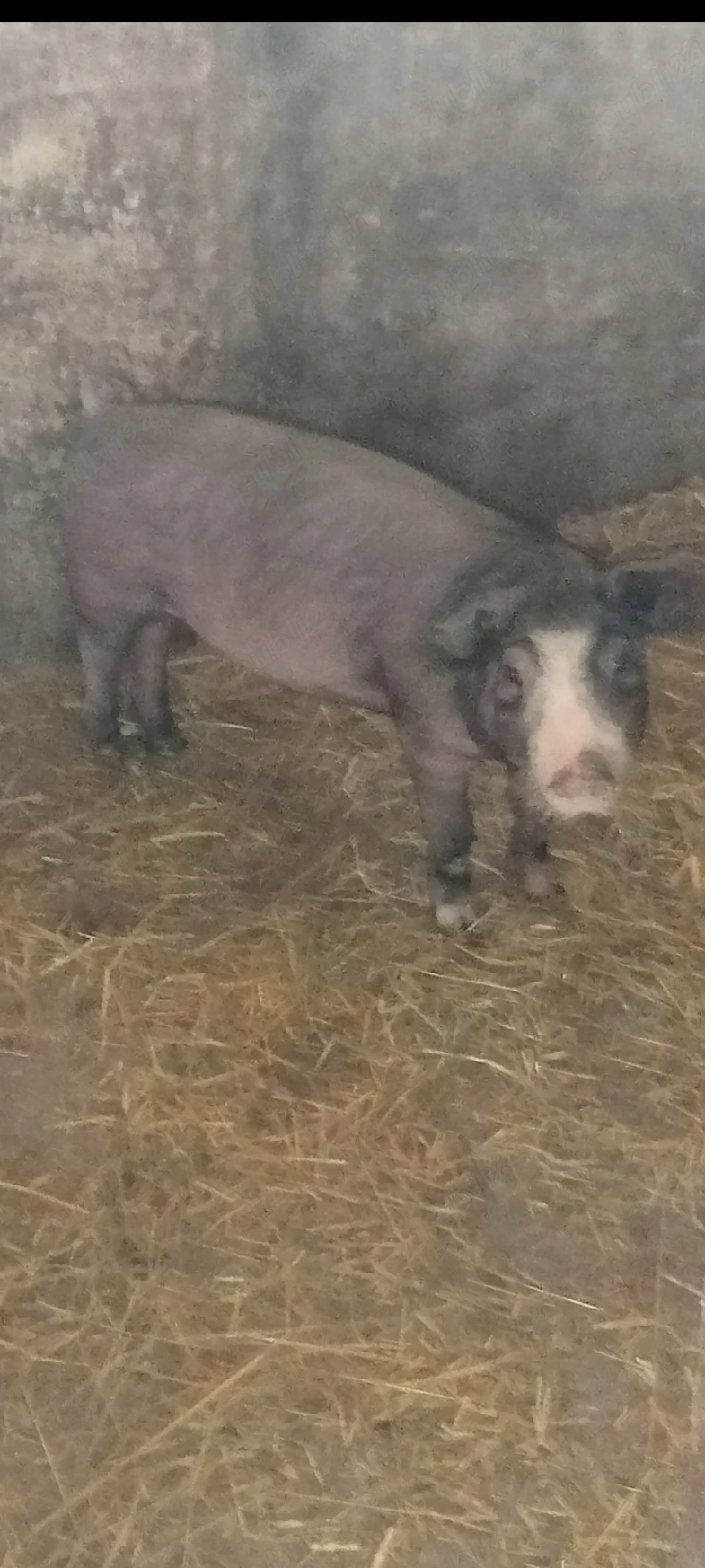 Scrofița Bazna 40+kg