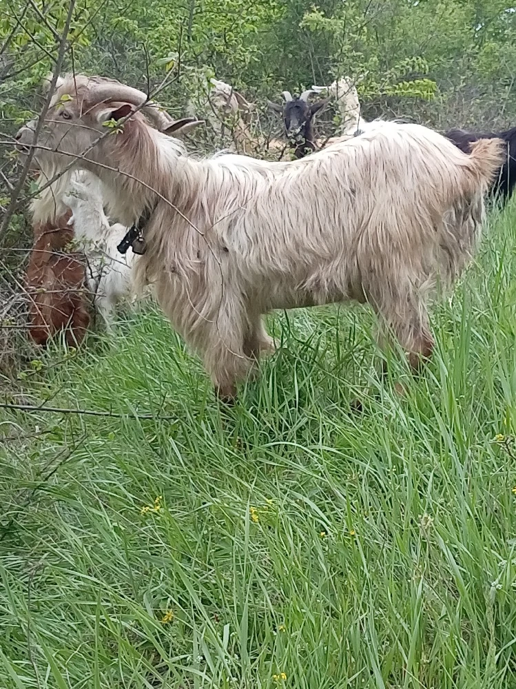 vând țap vârsta doi ani 