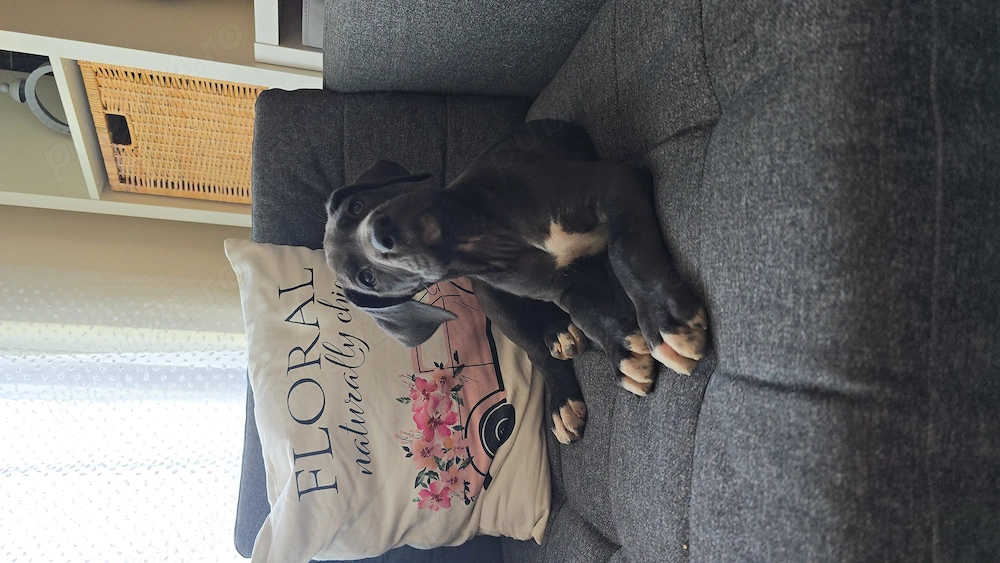 Dog german marele danez great dane de vanzare