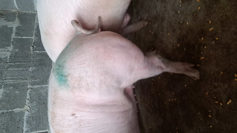 Scroafe de reproducție porci de proțap  la160,200 +kg marele alb cu landras