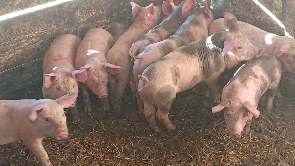 Purcei 6 de  săptămâni