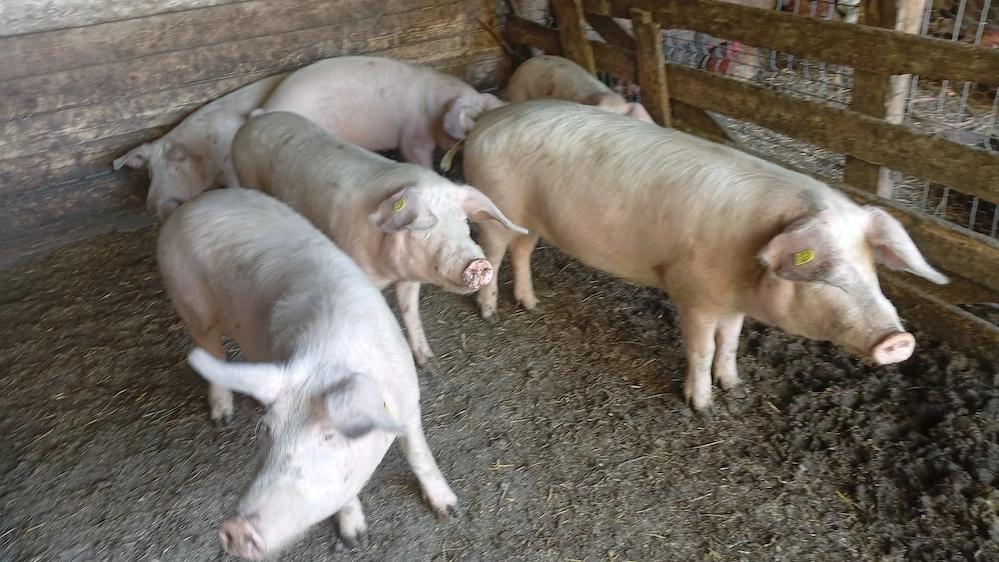  4 mascrii și 2 purcele 