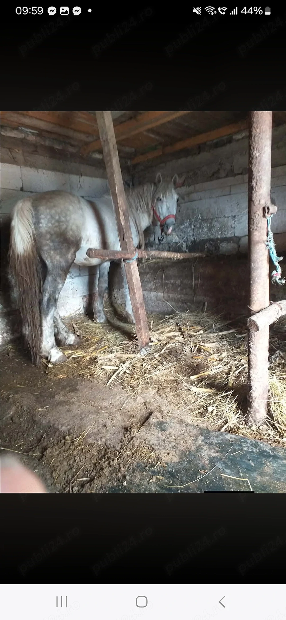 Vând cal 4 ani blând cuminte puternic