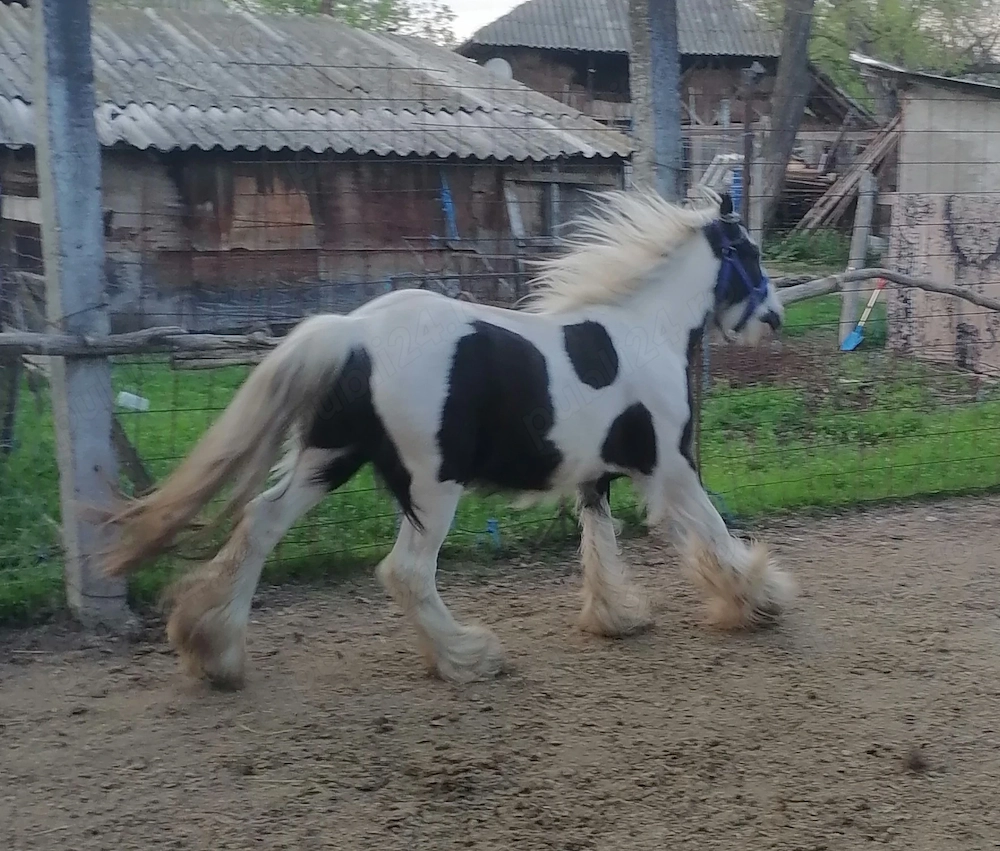 Vând gypsy vanner armăsar 