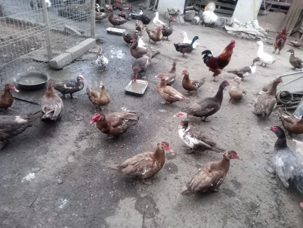 Vand oua rate lesesti cicolatii si gaina diverse rase