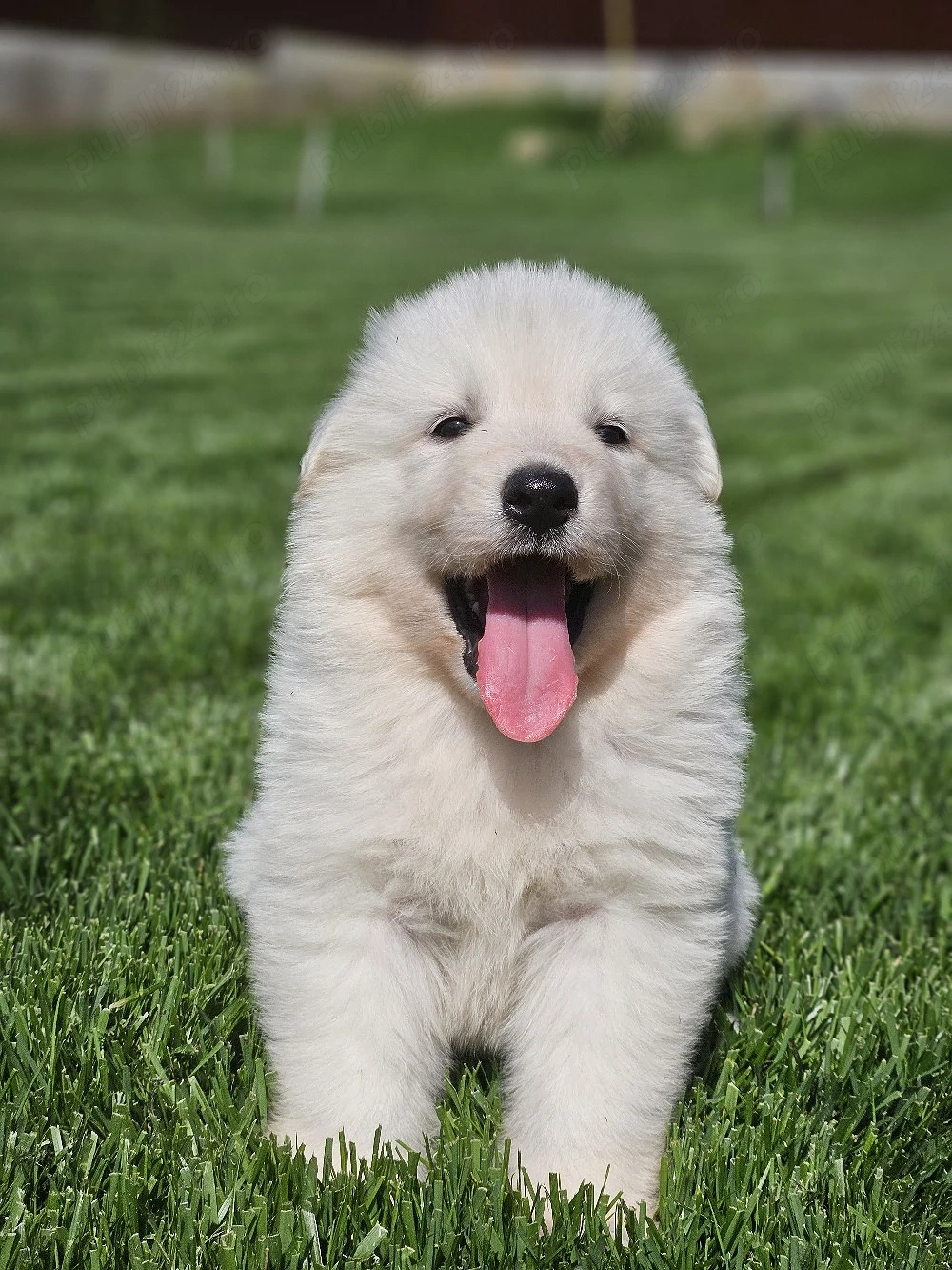 Ciobanesc elvetian ( lup alb )