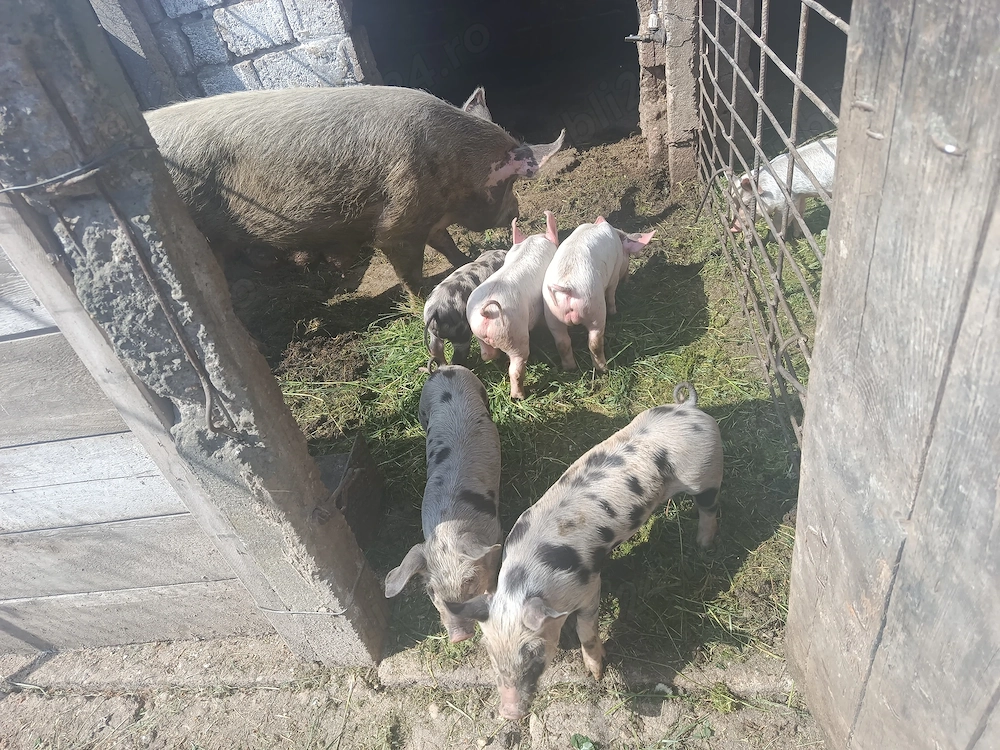 De vânzare scroafă cu 5 purcei 5 săptămâni purceii