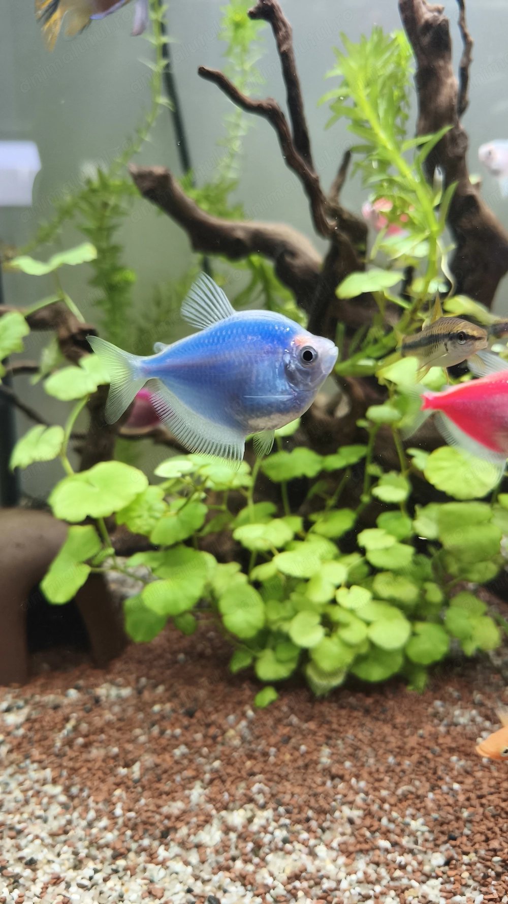 Pești tetra glow diverse culori