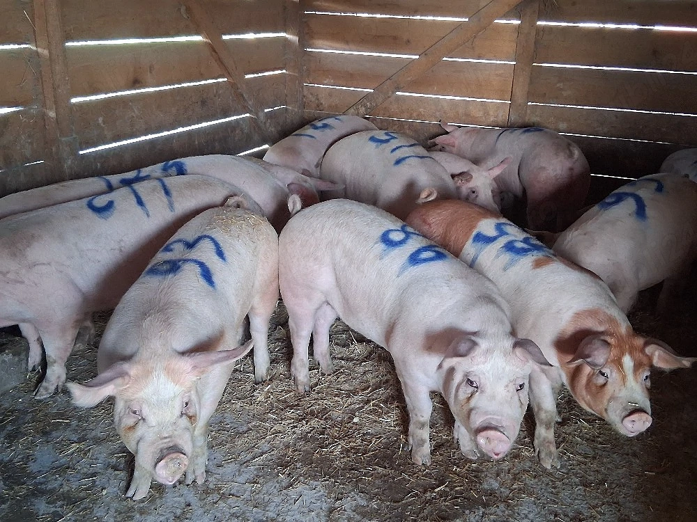 vând 20 porci  85-125 kg 