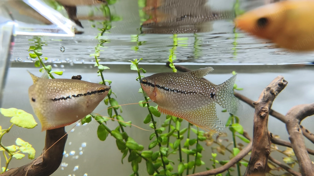 Cuplu gourami perlat