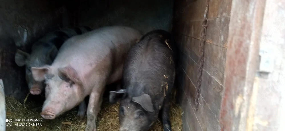 Porci de vanzare