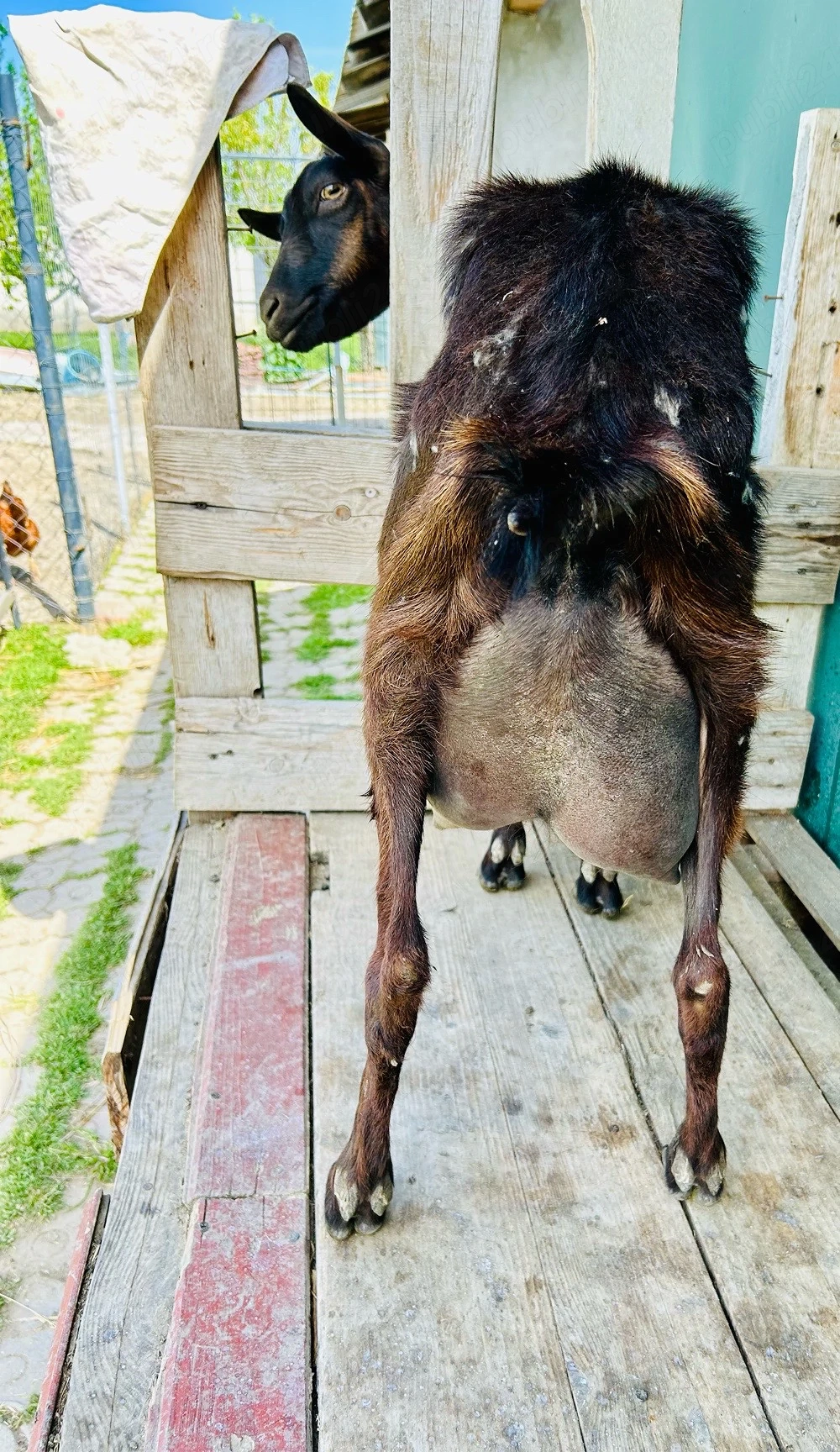 Iede si Țapi din mame bune de Lapte